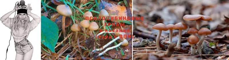 цены наркотик  Медынь  Галлюциногенные грибы Cubensis 